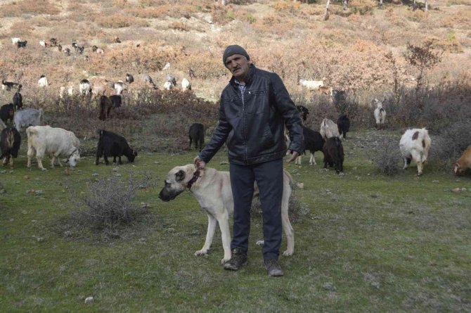 Kütahya’da 5 Çoban Köpeği Ve Yabani Hayvanların Zehirlendiği İddiası
