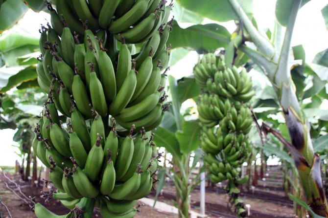 Muzda 6 Çeşit Tescillenecek