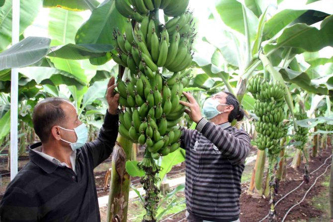 Muzda 6 Çeşit Tescillenecek