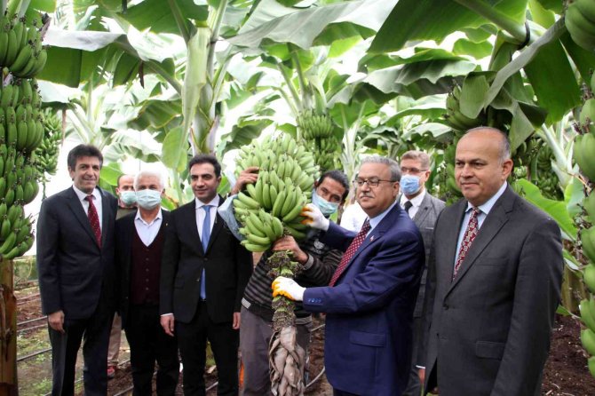 Muzda 6 Çeşit Tescillenecek