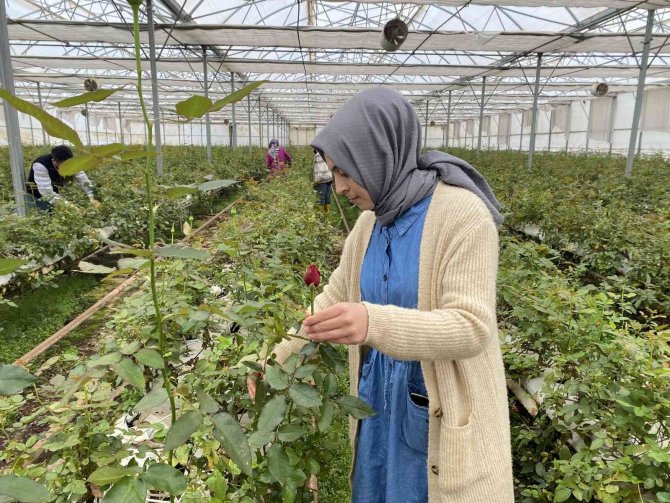 Serada Topraksız Gül Üretti, Talebe Yetişemiyor