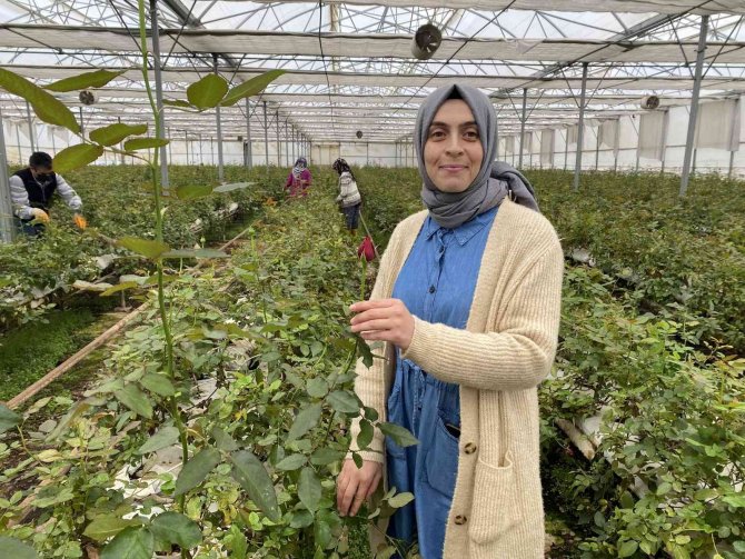 Serada Topraksız Gül Üretti, Talebe Yetişemiyor