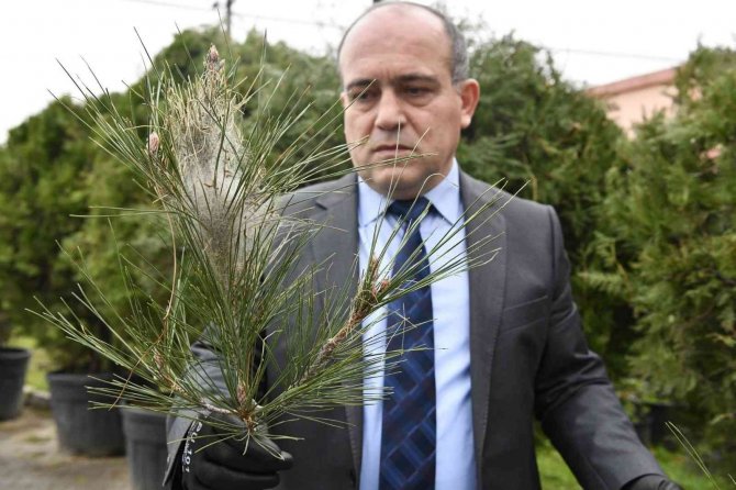 Çam Kese Böceği İle İlgili Biyolojik Mücadele