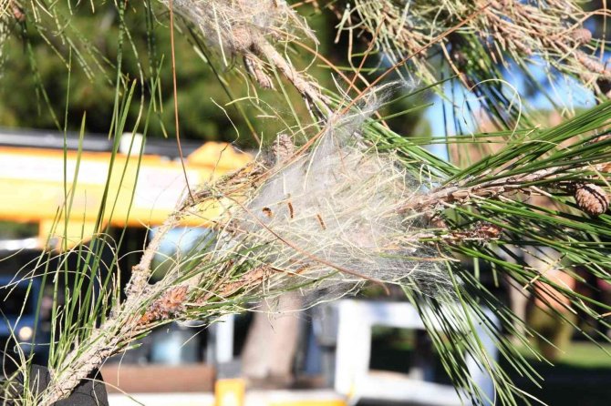 Çam Kese Böceği İle İlgili Biyolojik Mücadele