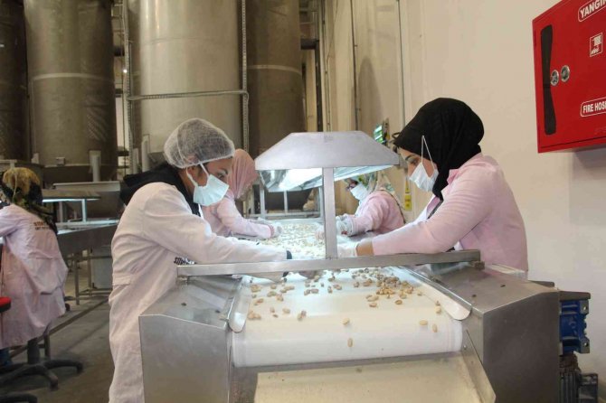 Kuraklık Siirt Fıstığının Rekoltesini Düşürdü, Fiyatını Artırdı