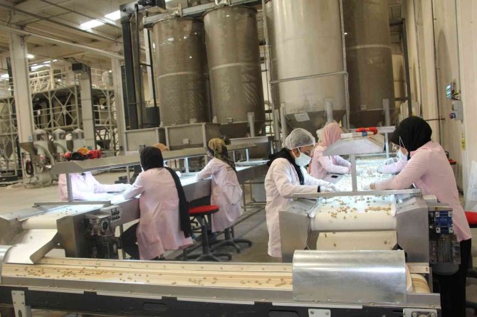 Kuraklık Siirt Fıstığının Rekoltesini Düşürdü, Fiyatını Artırdı