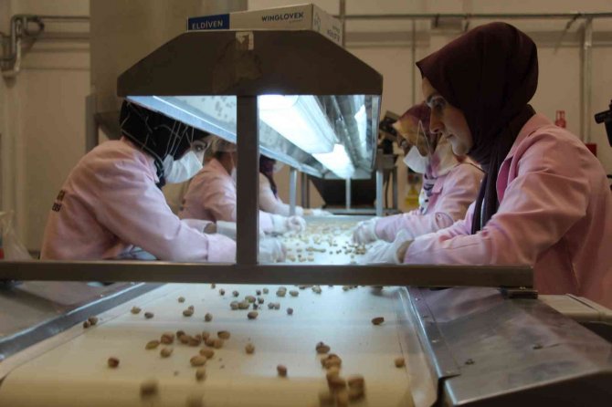 Kuraklık Siirt Fıstığının Rekoltesini Düşürdü, Fiyatını Artırdı