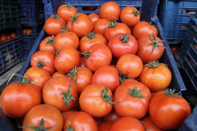 Şen: "Tarım Sektörü, Serbest Piyasa Ekonomisinin Dışında Planlanmalı"