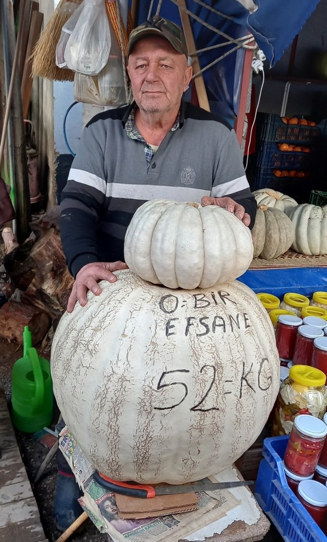 52 Kiloluk Dev Kabak Görenleri Şaşırtıyor