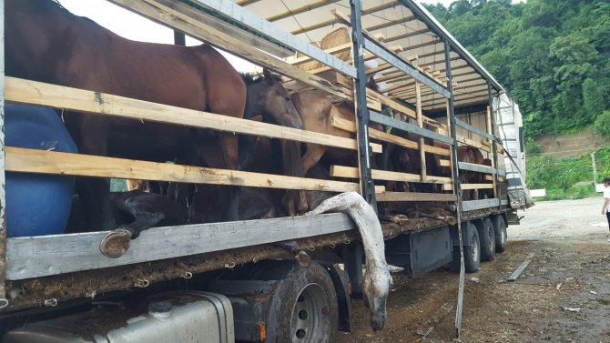 Artvin’de Tır Üzerinde Ölüme Terk Edilen Atlar İçin Ünlü Sanatçı Leman Sam Konser Vermeye Hazırlanıyor