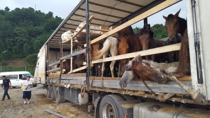 Artvin’de Tır Üzerinde Ölüme Terk Edilen Atlar İçin Ünlü Sanatçı Leman Sam Konser Vermeye Hazırlanıyor