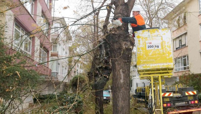 Çankaya’da Tehlike Oluşturan Ağaçlar Budanıyor
