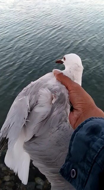 Oltaya Balık Değil Martı Takıldı