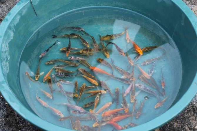 Hatay, Expo’ya Yerli Ve Yabancı 2 Milyon Ziyaretçi Bekliyor