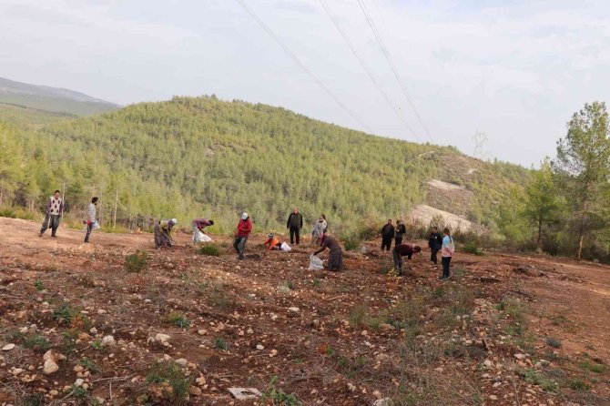Enerji Nakil Hatları Yakınlarına Yangına Dayanıklı Tür Ekiliyor