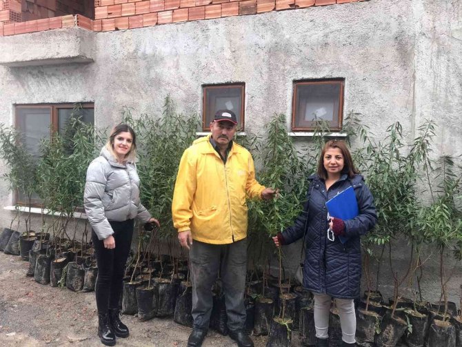 Çiftçilere Badem Ve Muşmula Fidanı Desteği