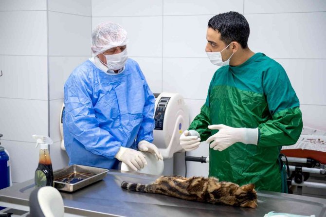 Seyhan’da 4 Bin Sokak Hayvanı Kısırlaştırıldı