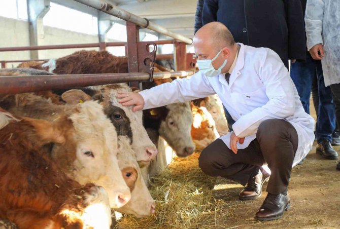 Vali Varol, Besi Çiftliğini Ziyaret Etti