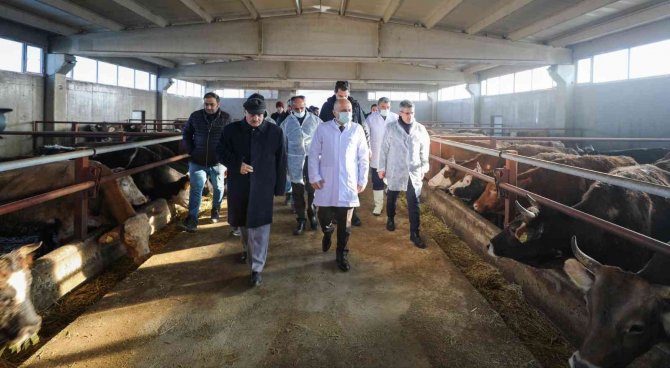 Vali Varol, Besi Çiftliğini Ziyaret Etti