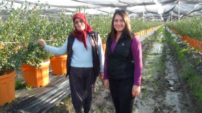 Kilosu 160 Tl’den Alıcı Bulan Yaban Mersinlerini Çocuklarından Ayırt Etmiyor