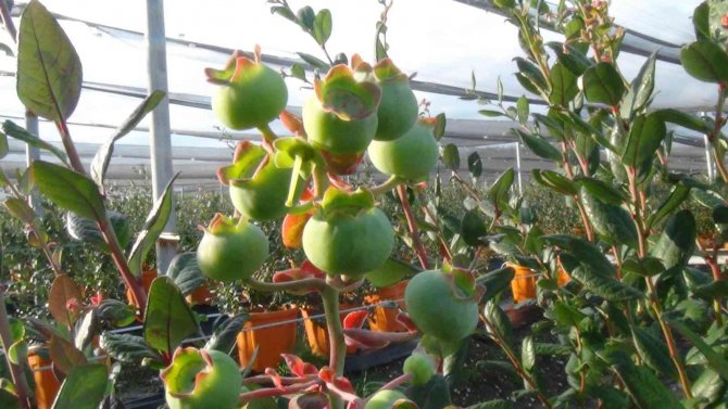 Kilosu 160 Tl’den Alıcı Bulan Yaban Mersinlerini Çocuklarından Ayırt Etmiyor