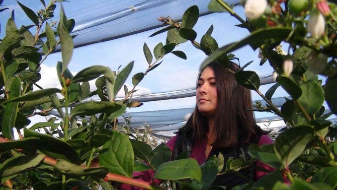 Kilosu 160 Tl’den Alıcı Bulan Yaban Mersinlerini Çocuklarından Ayırt Etmiyor