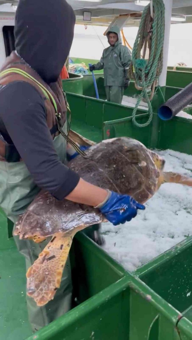 Çanakkale’de Balıkçı Ağlarına Takılan Caretta Caretta Denize Salındı