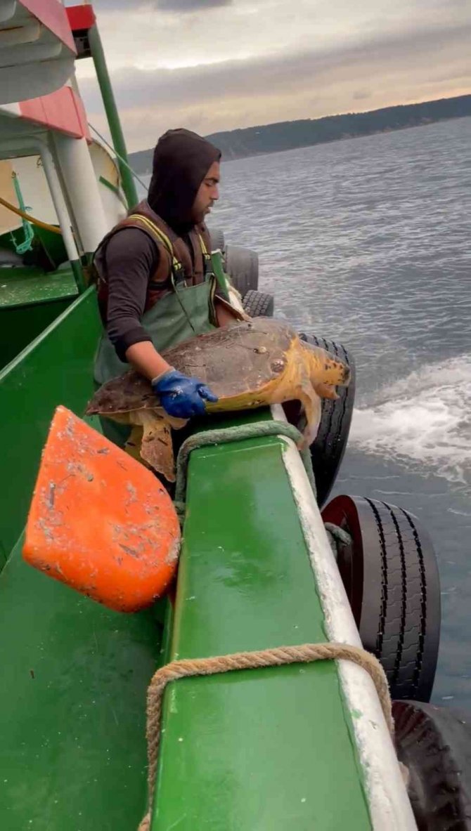 Çanakkale’de Balıkçı Ağlarına Takılan Caretta Caretta Denize Salındı