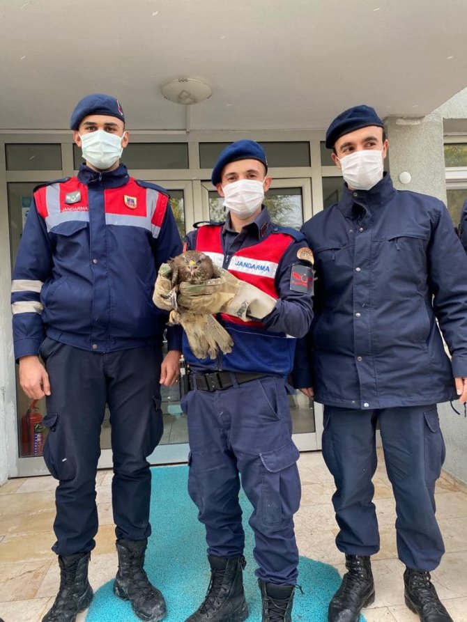 Jandarmanın Yaralı Bulduğu Şahin Tedavi Altına Alındı