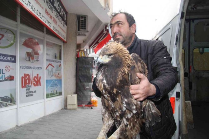 Yaralı Kartala Bünyan Belediyesi Sahip Çıktı