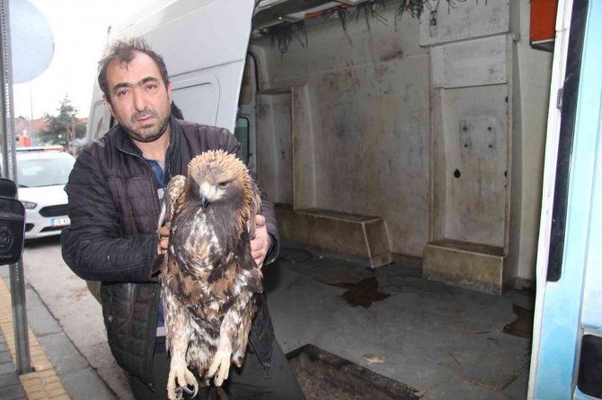 Yaralı Kartala Bünyan Belediyesi Sahip Çıktı
