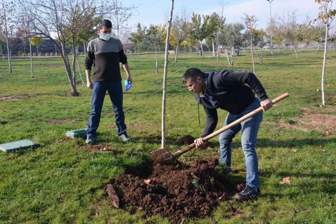 Ağaç Kesen Şahsa Ağaç Dikme Cezası