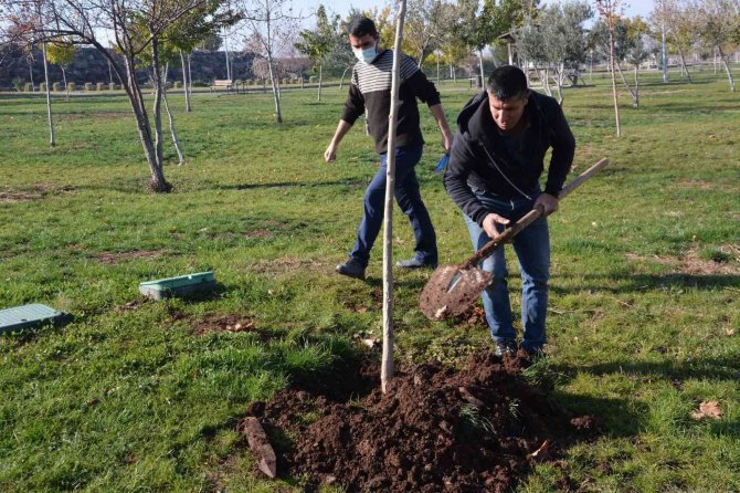 Ağaç Kesen Şahsa Ağaç Dikme Cezası