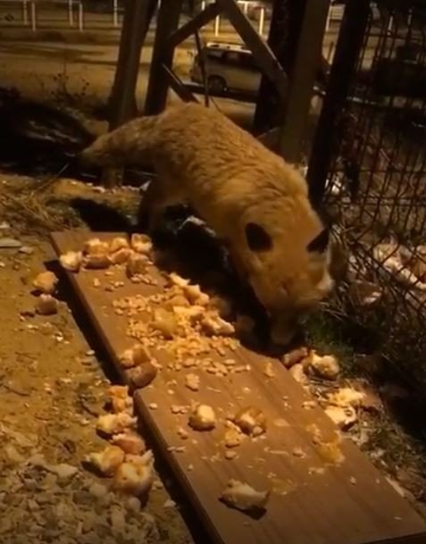 Aç Kalan Tilki Şehir Merkezine İnerek Karnını Doyurdu