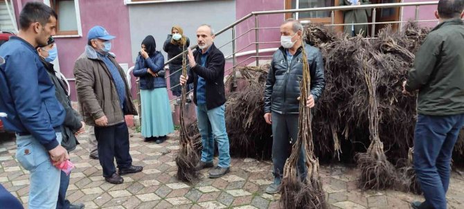 Türkeli’de 7 Bin 500 Ceviz Fidanı Dağıtıldı