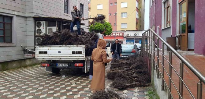 Türkeli’de 7 Bin 500 Ceviz Fidanı Dağıtıldı