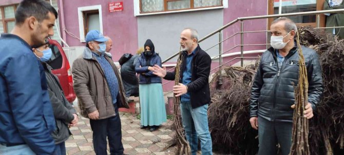 Türkeli’de 7 Bin 500 Ceviz Fidanı Dağıtıldı