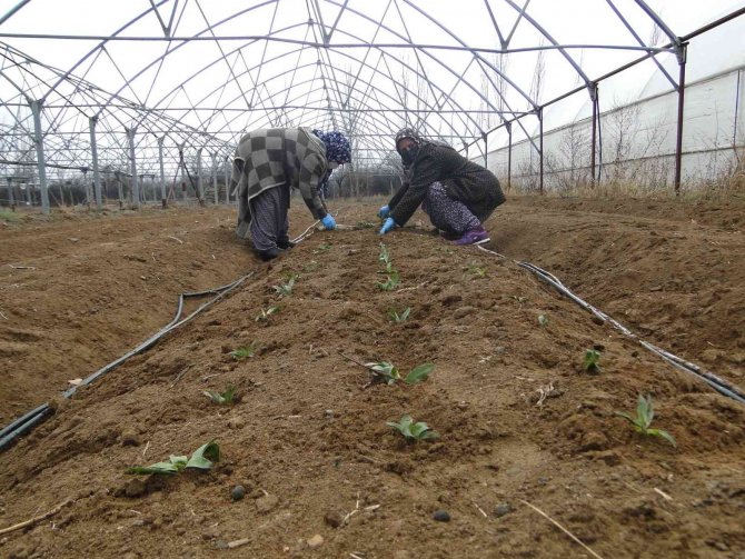 50 Bin Salep Fidesi Toprakla Buluşturuldu