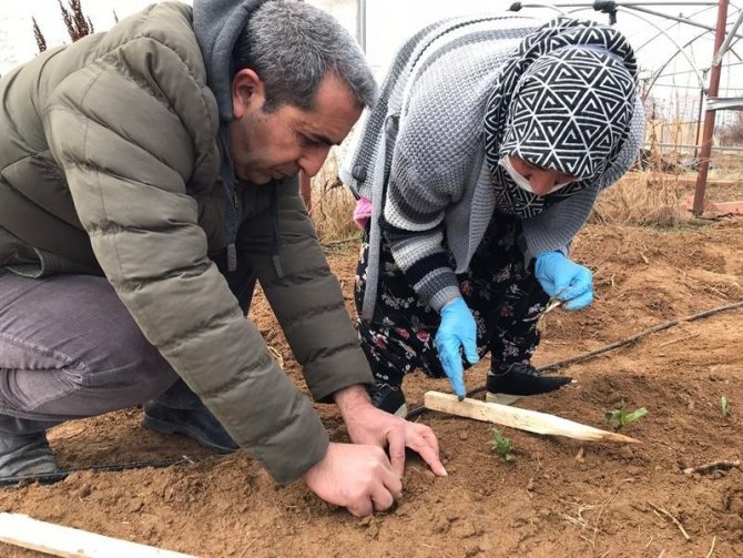 50 Bin Salep Fidesi Toprakla Buluşturuldu
