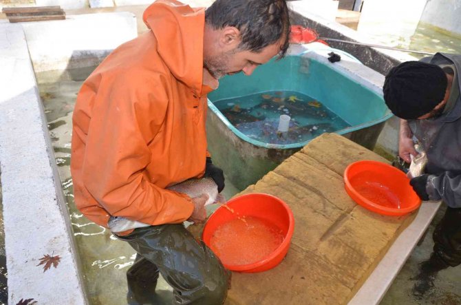 Bebek Gibi Bakılıyor Tek Tek El Masajıyla Yumurtaları Alınıyor