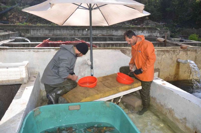 Bebek Gibi Bakılıyor Tek Tek El Masajıyla Yumurtaları Alınıyor