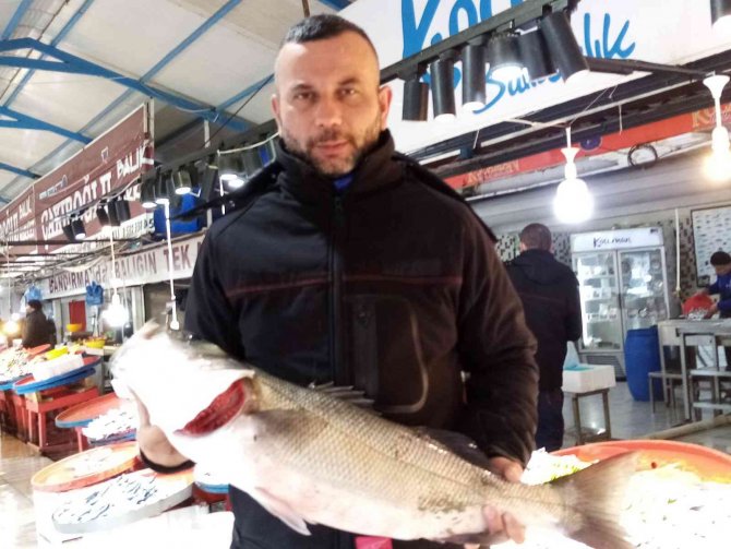 Beş Kiloluk Olta Levreği 750 Liraya Satışa Çıktı