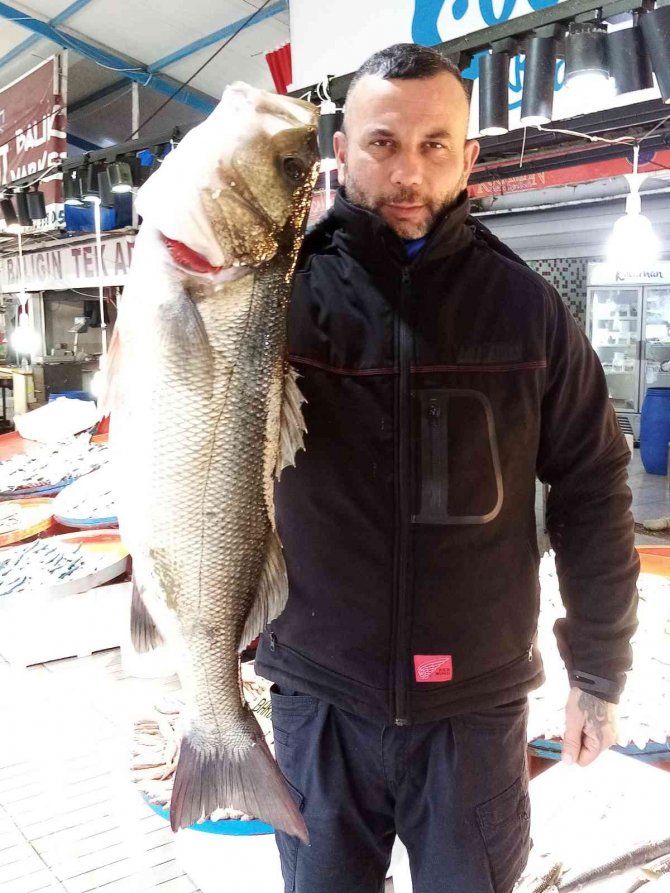 Beş Kiloluk Olta Levreği 750 Liraya Satışa Çıktı