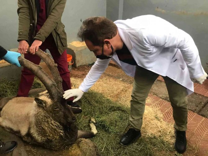 Yaralı Halde Bulunan Dağ Keçisi Tedavi Altına Alındı