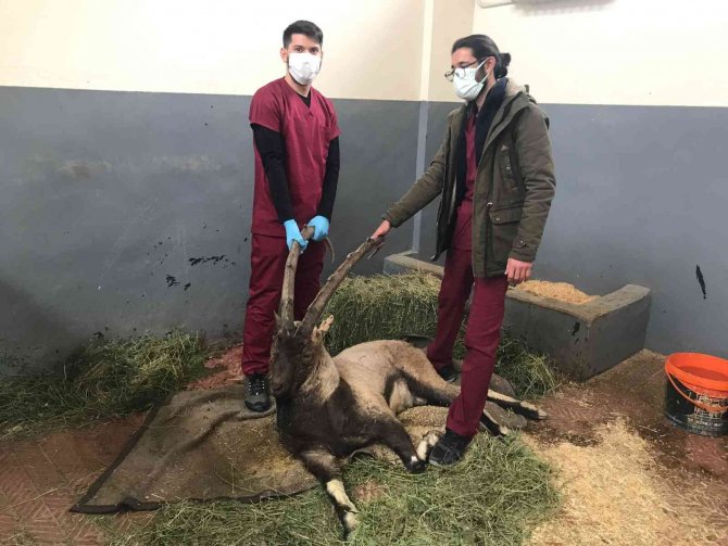 Yaralı Halde Bulunan Dağ Keçisi Tedavi Altına Alındı