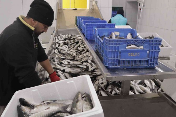 Dalyan Kefali Kilosu 20 Liradan Satılıyor