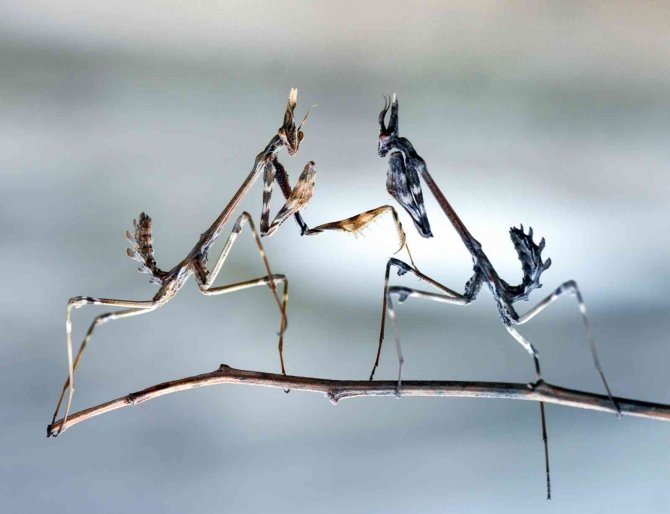 32 Yıldır Peygamberdevesinin İlginç Karelerini Fotoğraflıyor