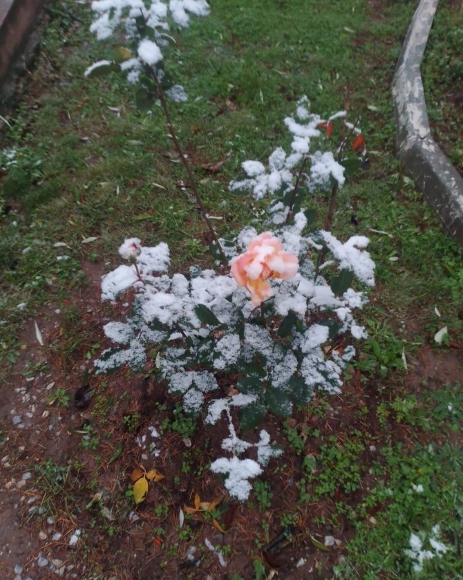 Rengarenk Güller Kar Altında