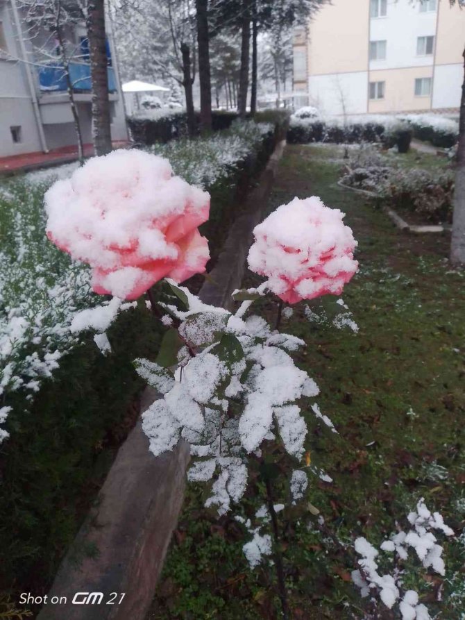 Rengarenk Güller Kar Altında