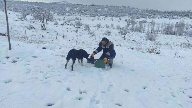 Talas Belediyesi’nden Sokak Hayvanları İçin 40 Besleme Noktası
